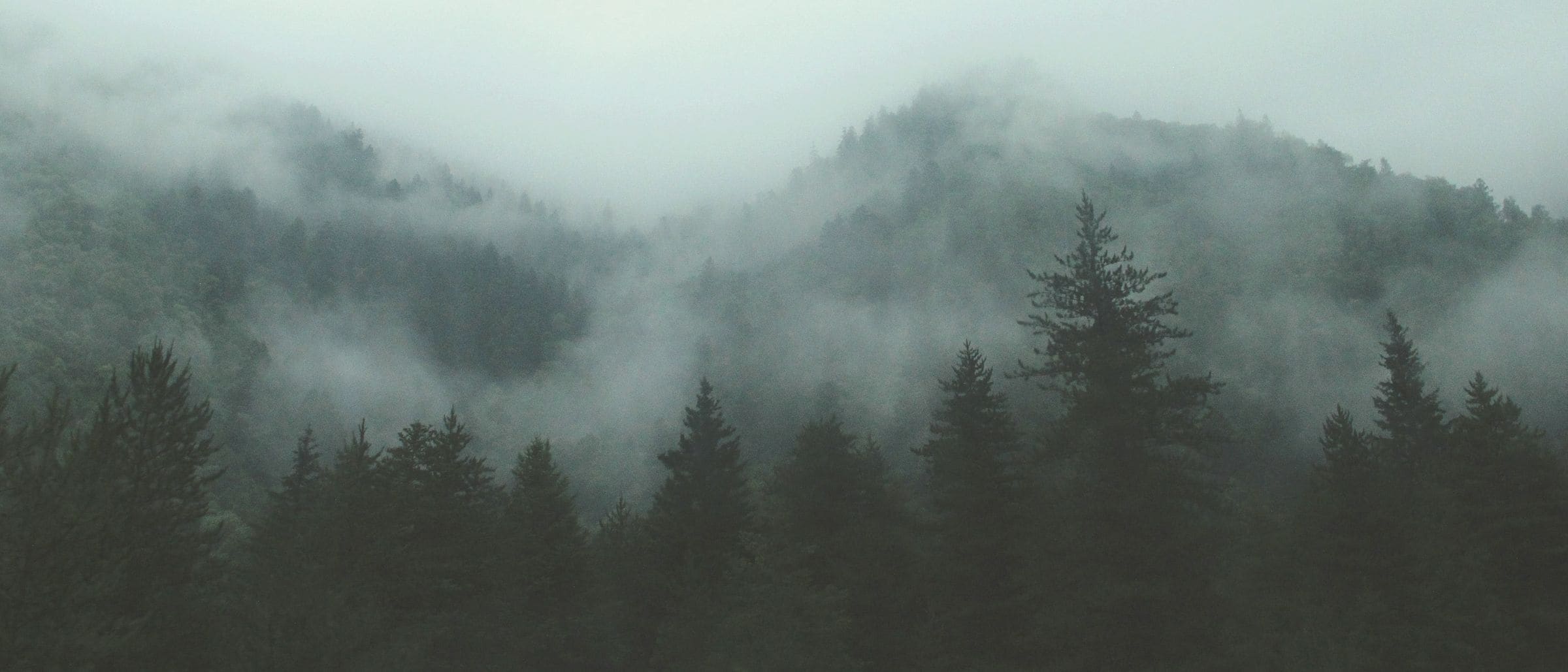 Fog drifting over forested hills and dark fir trees
