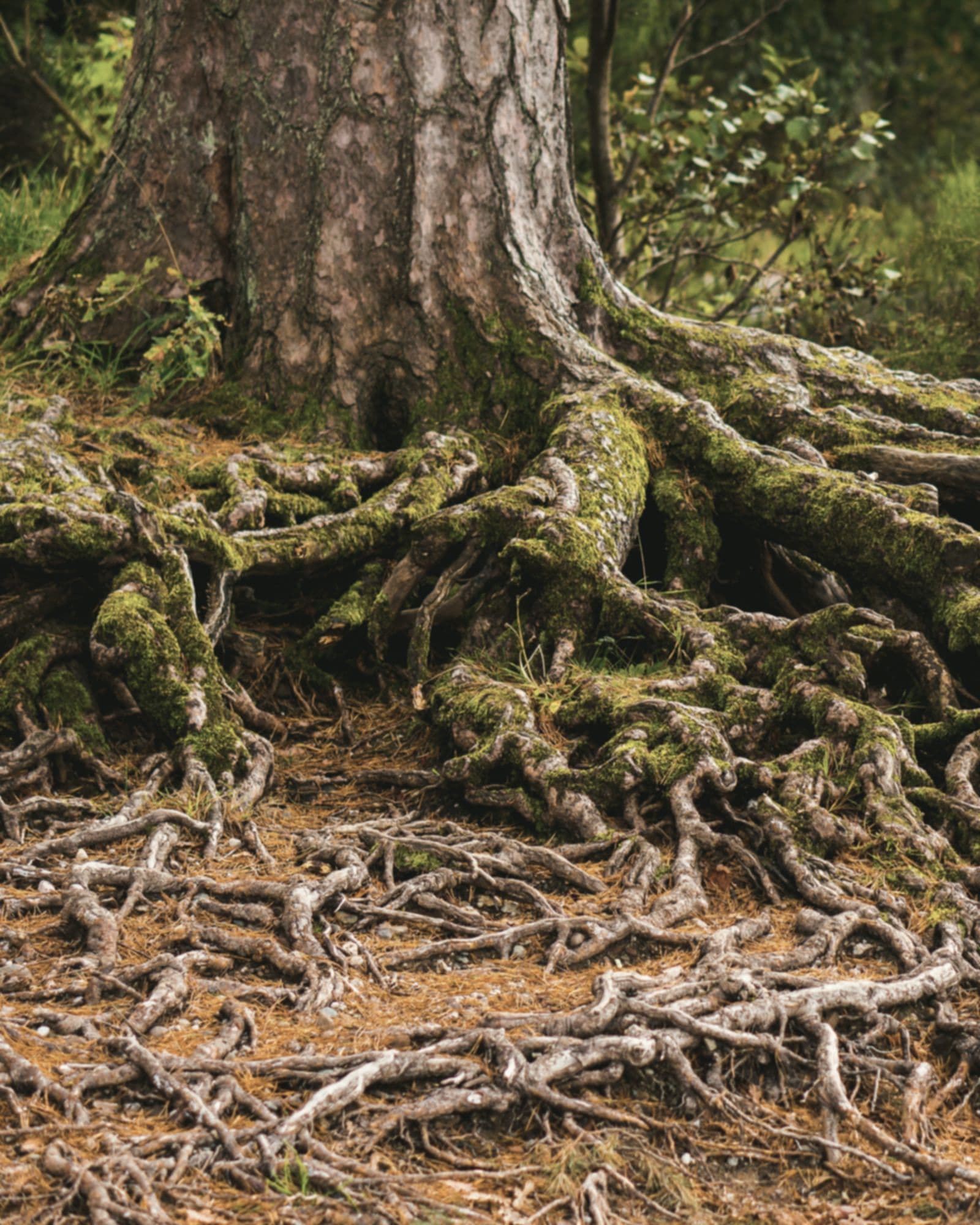 The base of an old pine, its moss-covered roots spreading across the forest floor