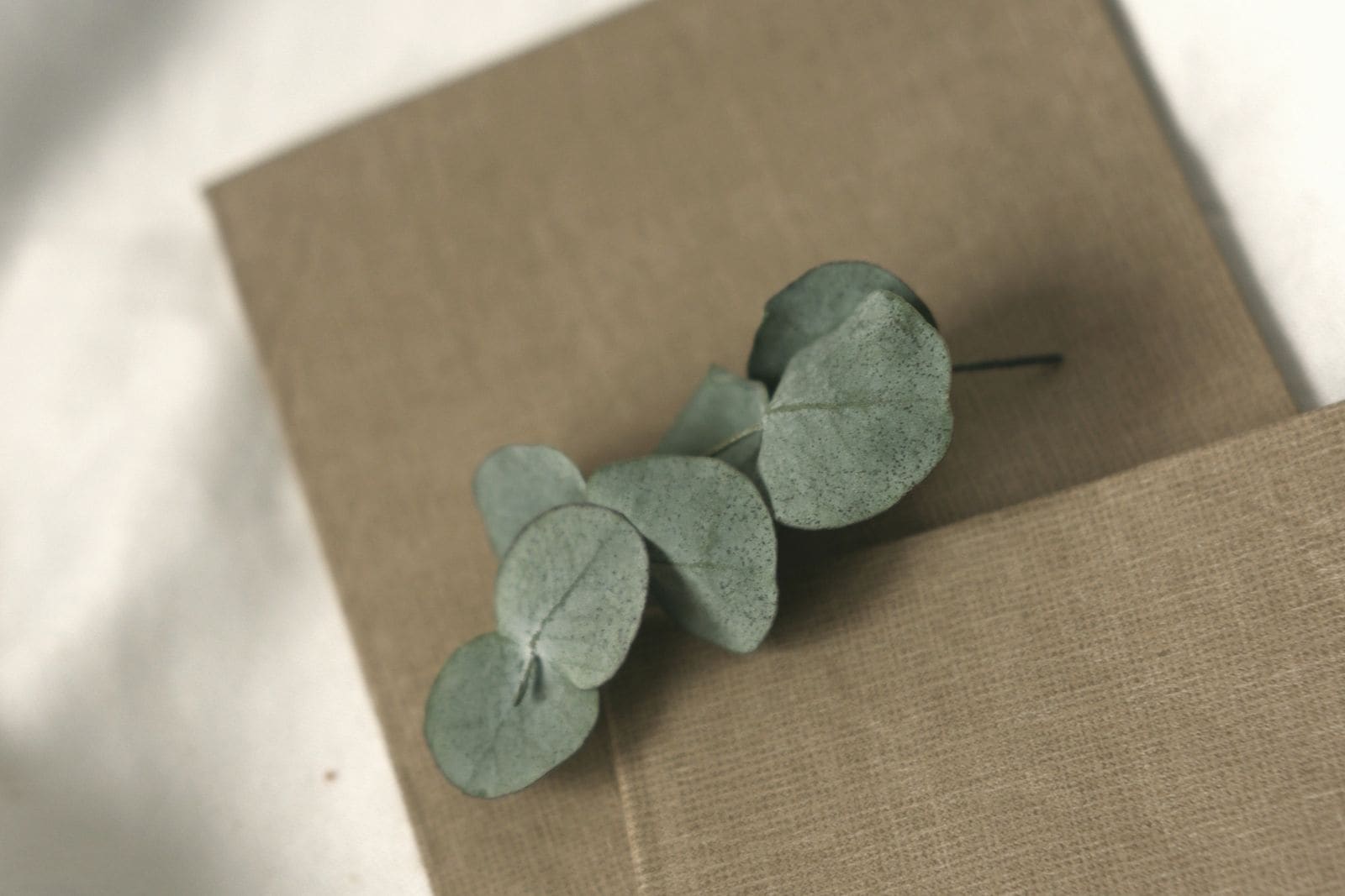 A sprig of eucalyptus resting on folded linen