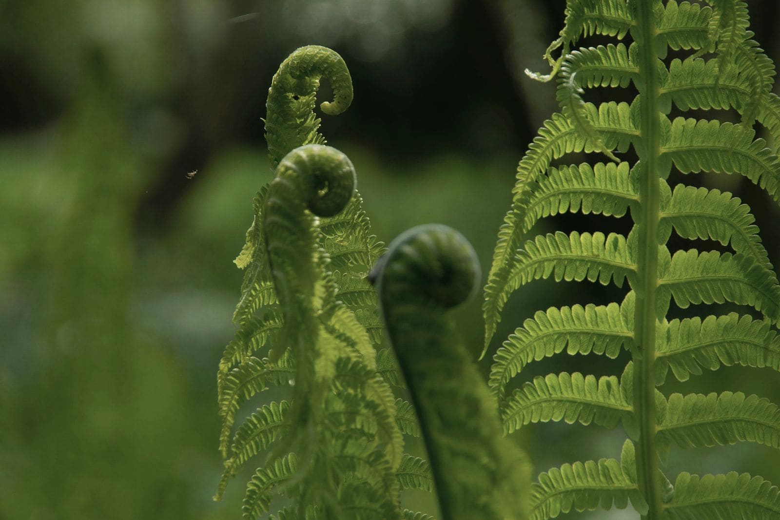 Young fern fronds uncurling in soft green shade