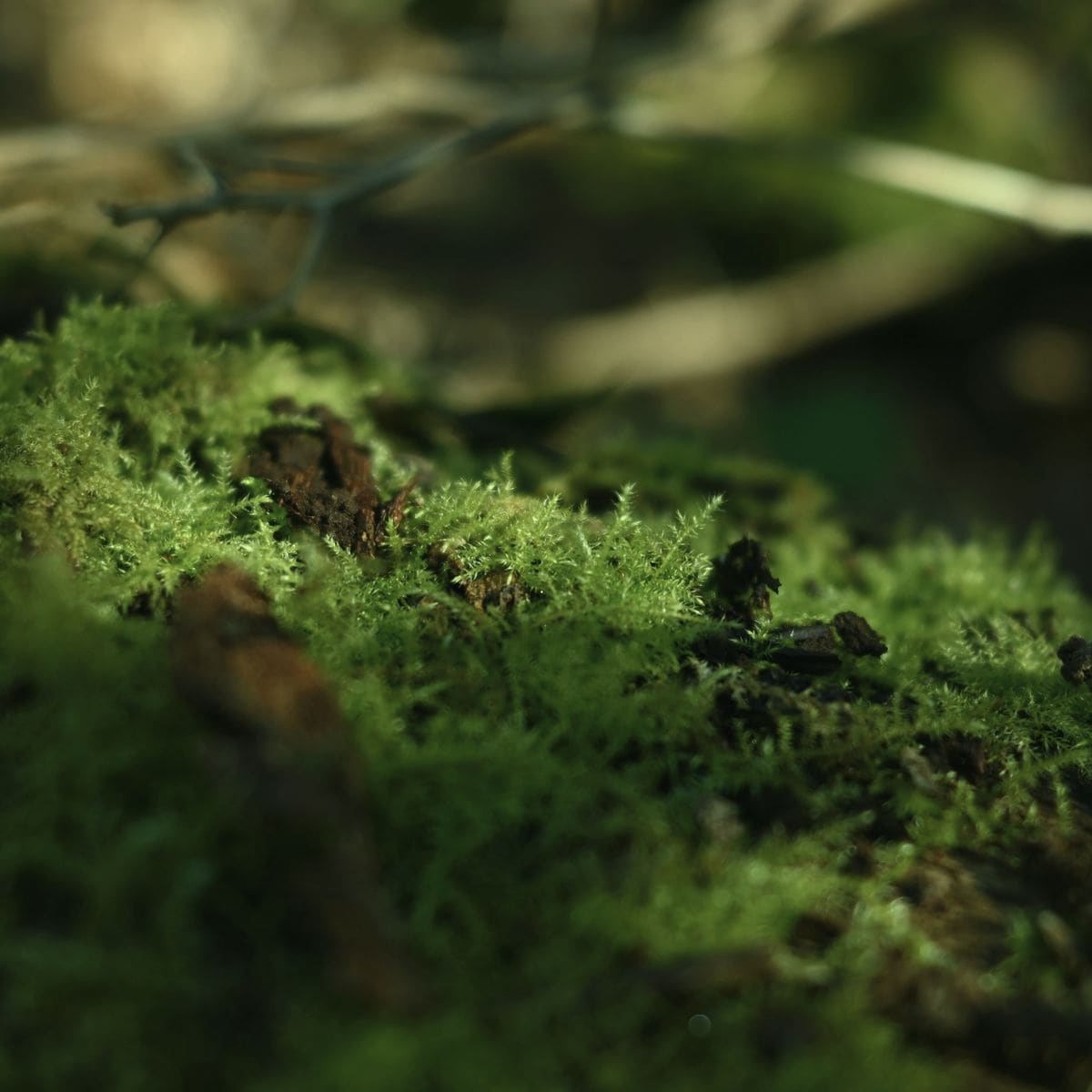 Close view of moss growing on a fallen log
